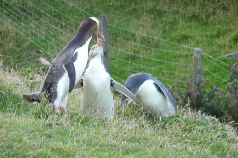 Nieuw-Zeeland 2011 - 2043